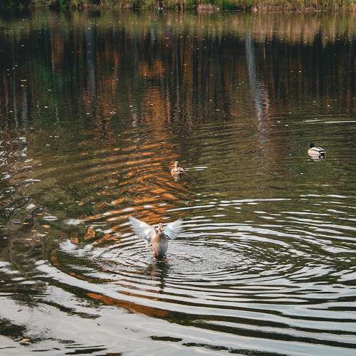 Photo #11234617