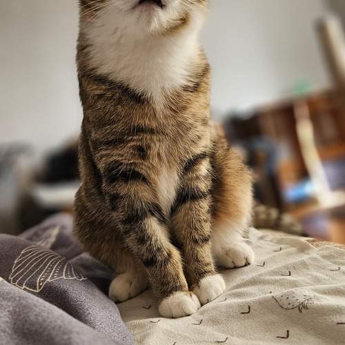 Photo #11236135
