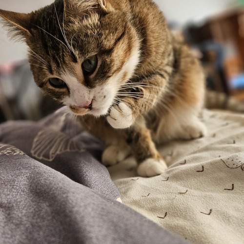 Photo #11236149