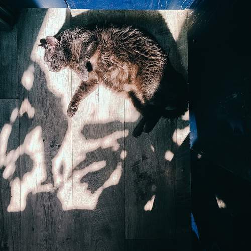 Photo #11236335