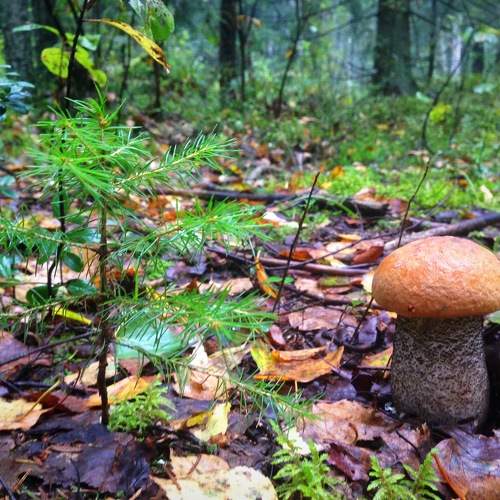 Photo #11236458