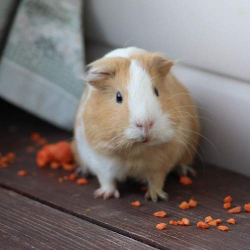 Photo #11237331