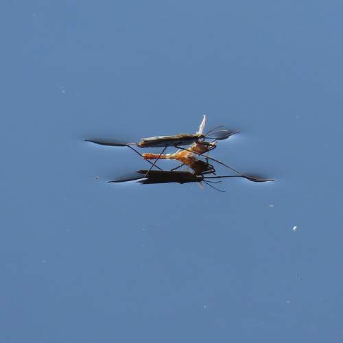 Photo #11237334