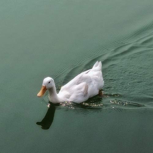 Photo #11237717