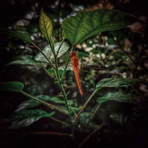 Photo #11237718