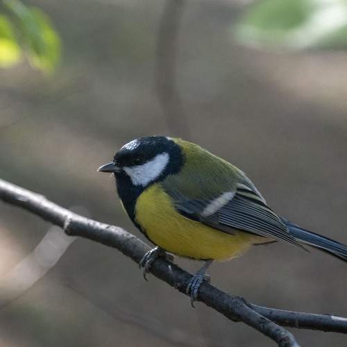 Photo #11238104