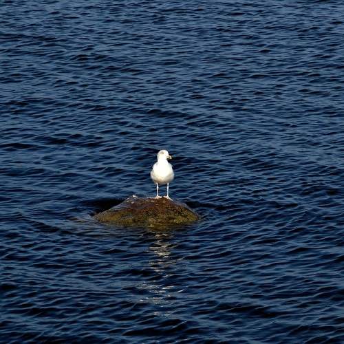 Photo #11238230