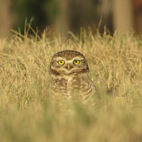 Photo #11238431