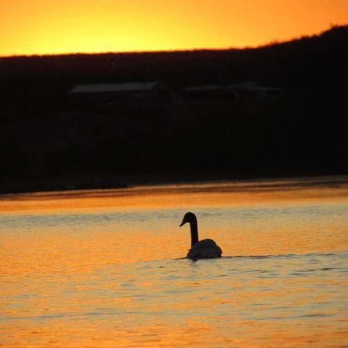 Photo #11238433