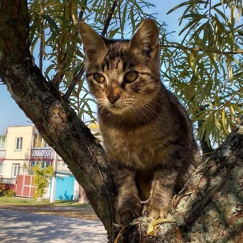 Photo #11238886