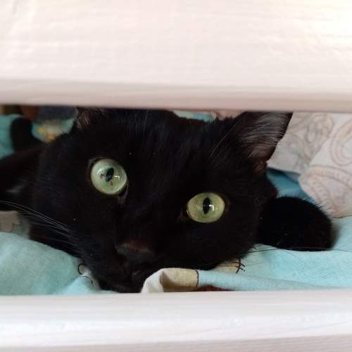Photo #11239185