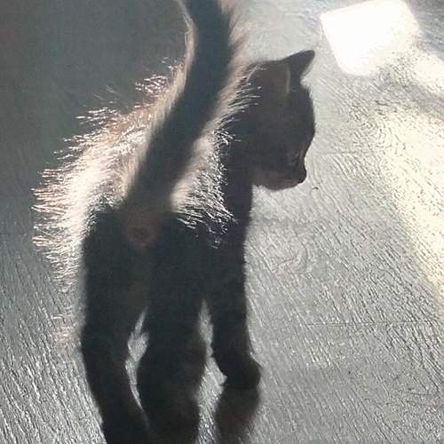 Photo #11239842
