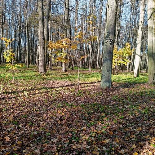 Photo #11240127