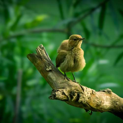 Photo #11240247