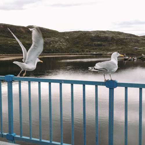Photo #11240531