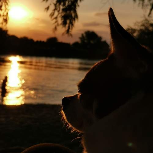Photo #11240920