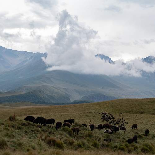 Photo #11241016