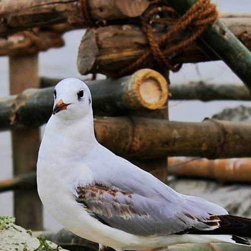 Photo #11241434