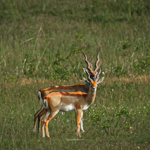 Photo #11241583