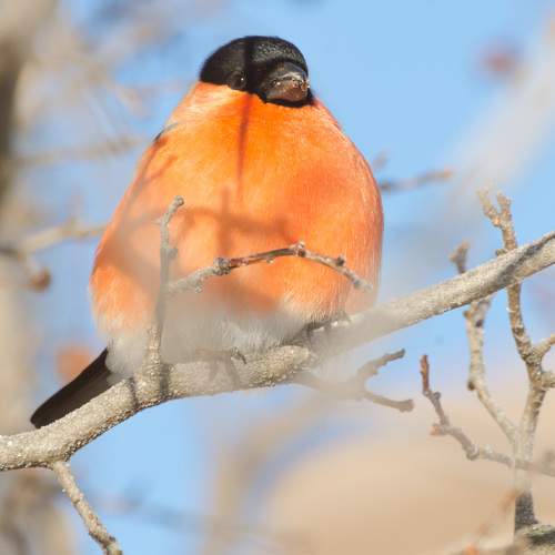 Photo #11242271