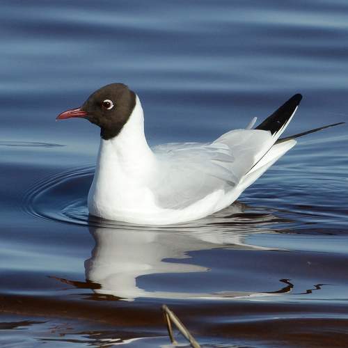 Photo #11242657