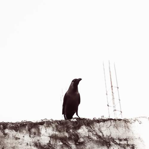 Photo #11243479