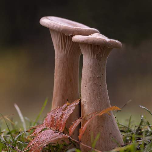 Photo #11244478