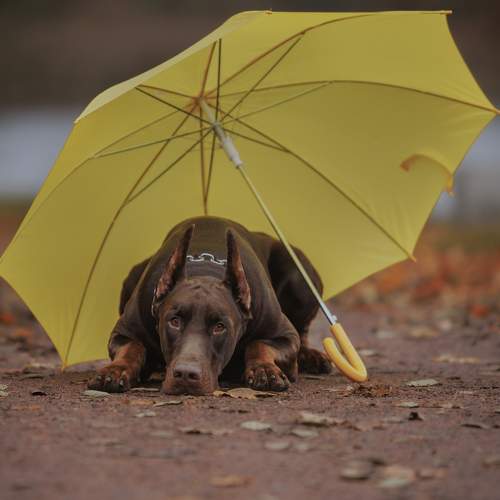 Photo #11244495