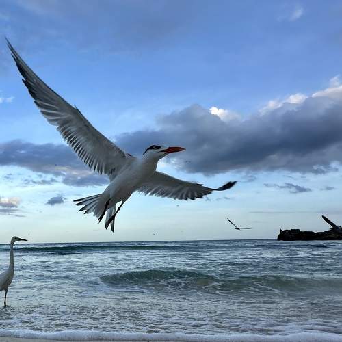 Photo #11244651