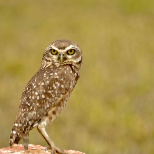 Coruja del cerrado