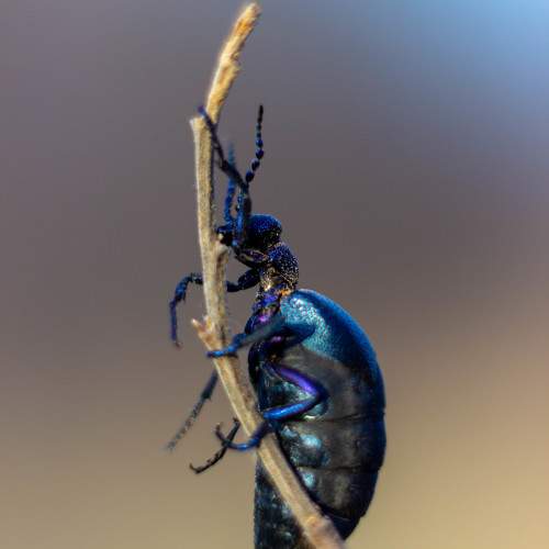 Photo #11245723