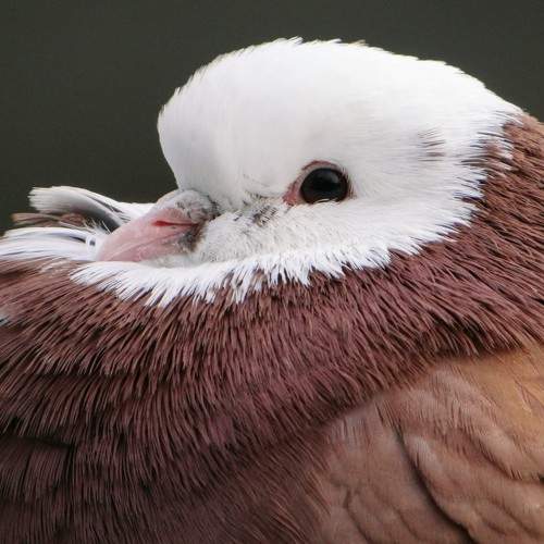Photo #11246008