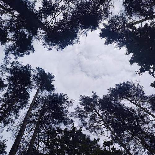 Photo #11246241