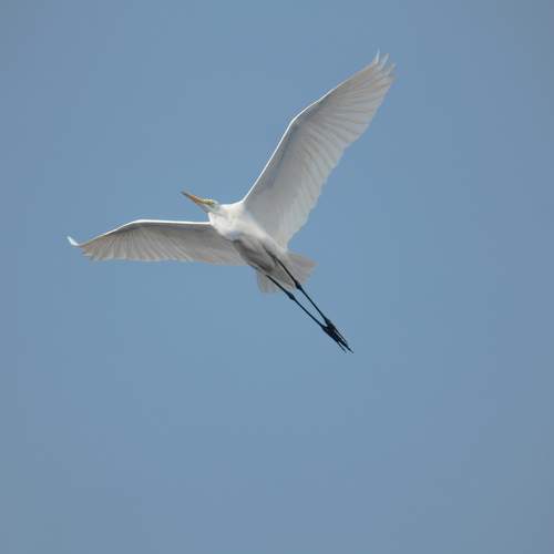 Photo #11247581