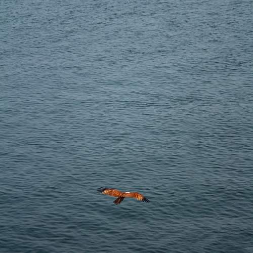 Photo #11247592