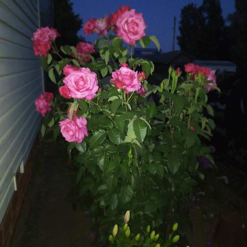 Photo #11247799