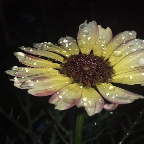 Chrysanthemum flower