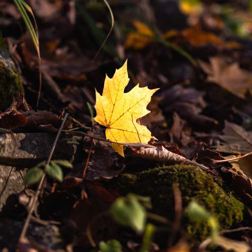 Photo #11248081