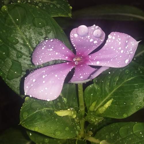 Madagascar Periwinkle
