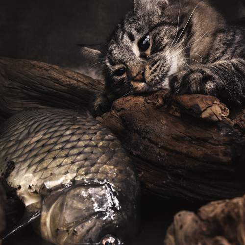Photo #11248204