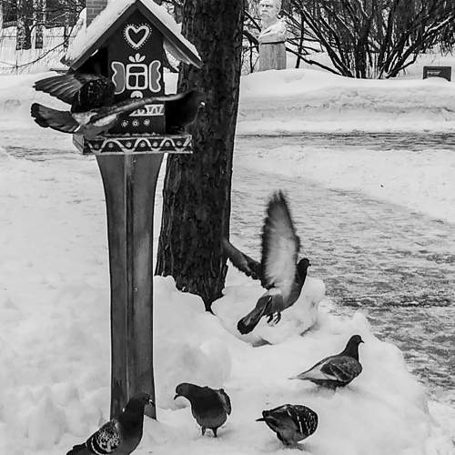 Photo #11248347