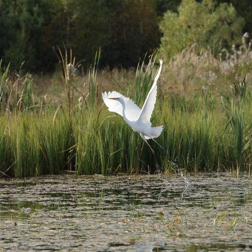 Photo #11248867