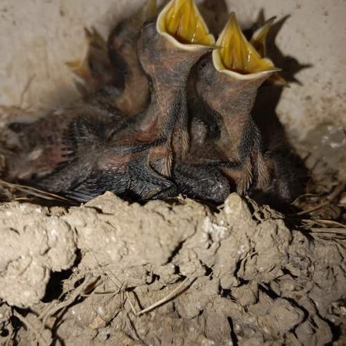 Photo #11248956