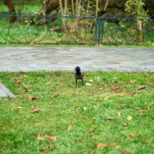 Photo #11249055