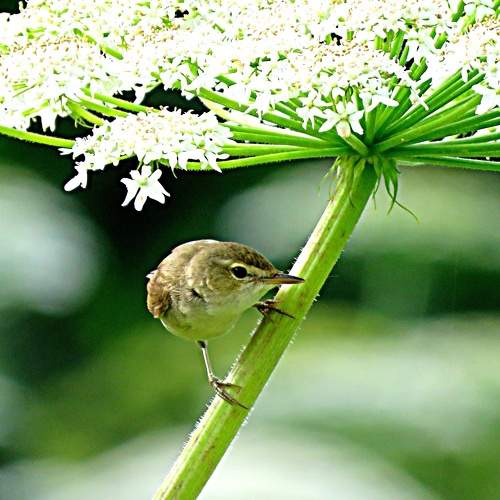 Photo #11249259