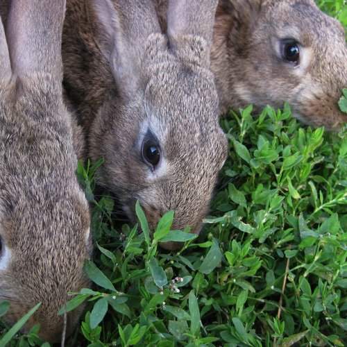 Photo #1125328