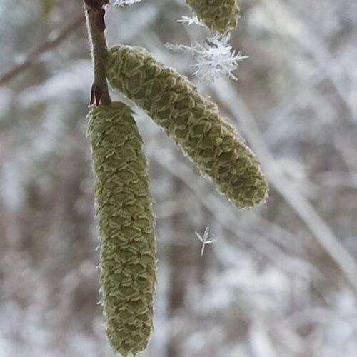 Зимние сережки