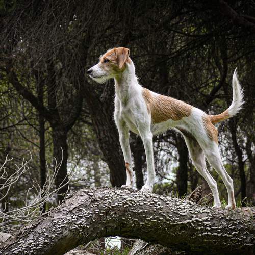 Wild pupp