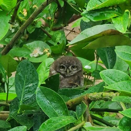 Owl sitting on a tree.