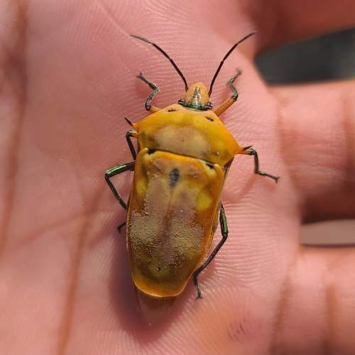 Shield bug sitting on a human hand